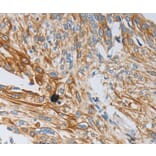 Immunohistochemistry - NTF3 Antibody from Signalway Antibody (35845) - Antibodies.com