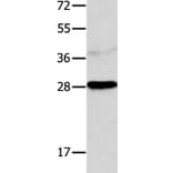 NTF4 Antibody from Signalway Antibody (35846) - Antibodies.com