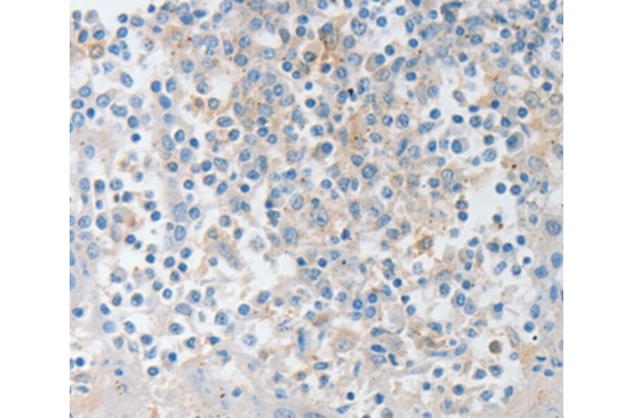 Immunohistochemistry - NTF4 Antibody from Signalway Antibody (35846) - Antibodies.com