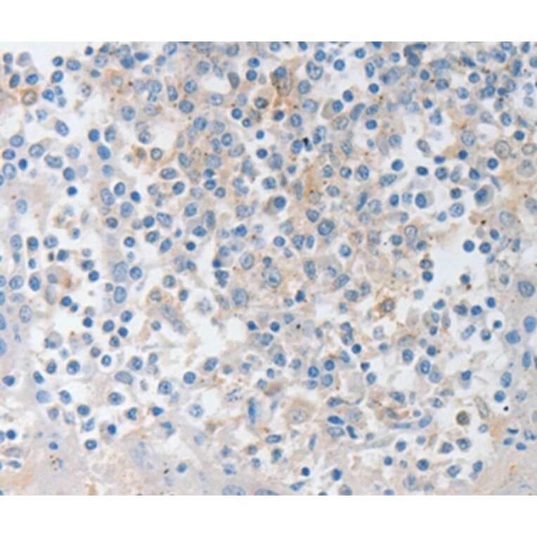 Immunohistochemistry - NTF4 Antibody from Signalway Antibody (35846) - Antibodies.com