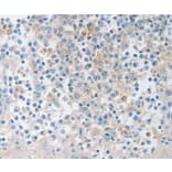 Immunohistochemistry - NTF4 Antibody from Signalway Antibody (35846) - Antibodies.com