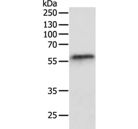 OCLN Antibody from Signalway Antibody (35850) - Antibodies.com