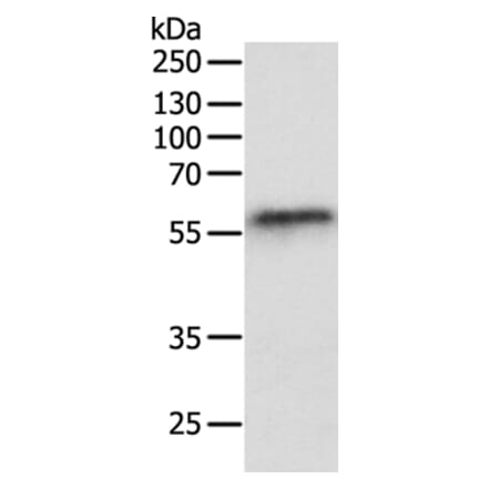 OCLN Antibody from Signalway Antibody (35850) - Antibodies.com