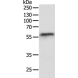 OCLN Antibody from Signalway Antibody (35850) - Antibodies.com