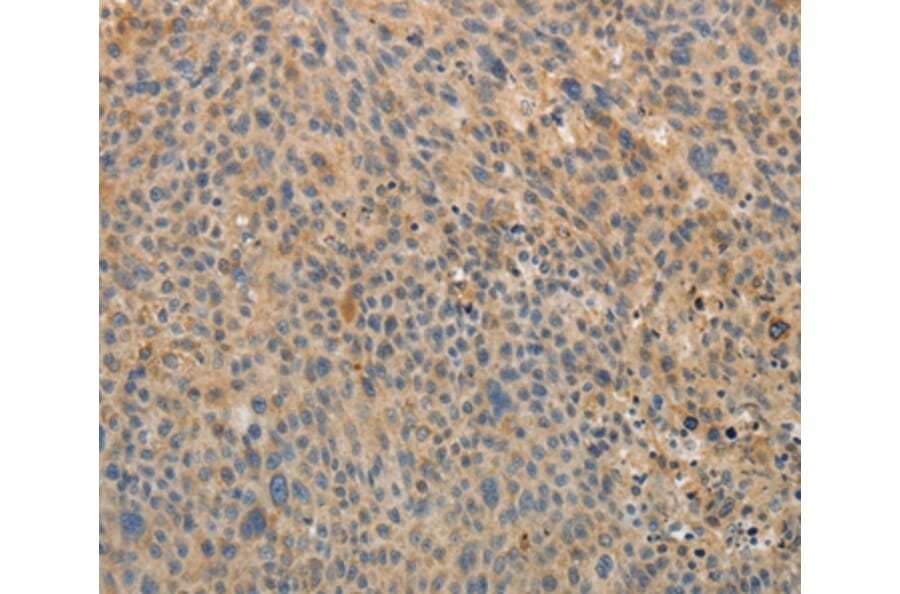 Immunohistochemistry - OCLN Antibody from Signalway Antibody (35850) - Antibodies.com