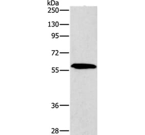 PAK2 Antibody from Signalway Antibody (35863) - Antibodies.com