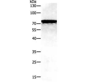 PAK7 Antibody from Signalway Antibody (35866) - Antibodies.com
