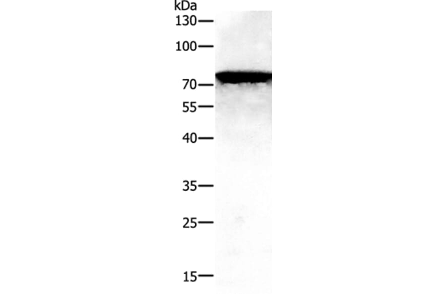 PAK7 Antibody from Signalway Antibody (35866) - Antibodies.com