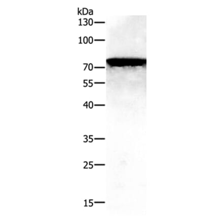 PAK7 Antibody from Signalway Antibody (35866) - Antibodies.com