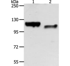 CDH3 Antibody from Signalway Antibody (35871) - Antibodies.com
