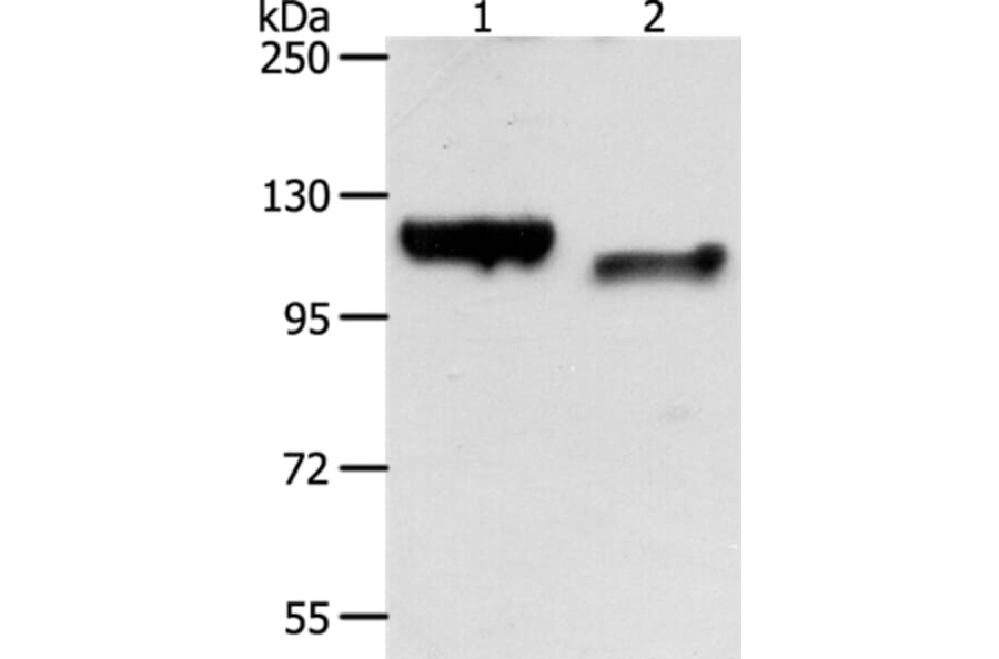 CDH3 Antibody from Signalway Antibody (35871) - Antibodies.com