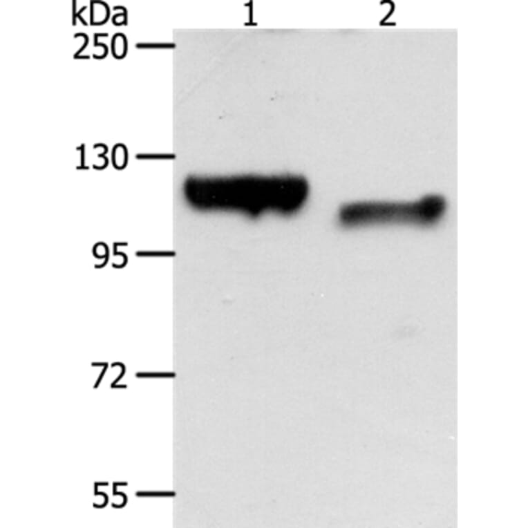 CDH3 Antibody from Signalway Antibody (35871) - Antibodies.com