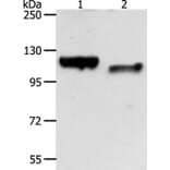 CDH3 Antibody from Signalway Antibody (35871) - Antibodies.com