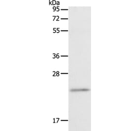 RGS2 Antibody from Signalway Antibody (35906) - Antibodies.com
