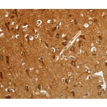 Immunohistochemistry - RGS2 Antibody from Signalway Antibody (35906) - Antibodies.com