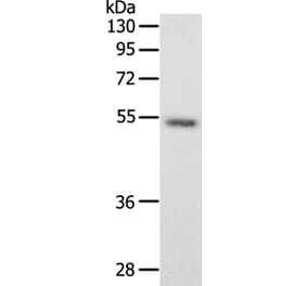 SCG3 Antibody from Signalway Antibody (35910) - Antibodies.com