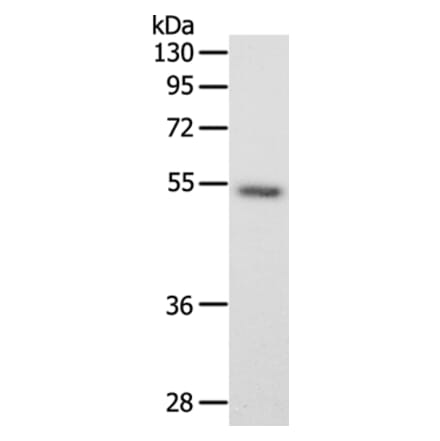 SCG3 Antibody from Signalway Antibody (35910) - Antibodies.com