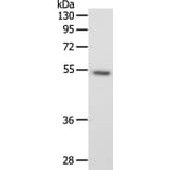 SCG3 Antibody from Signalway Antibody (35910) - Antibodies.com