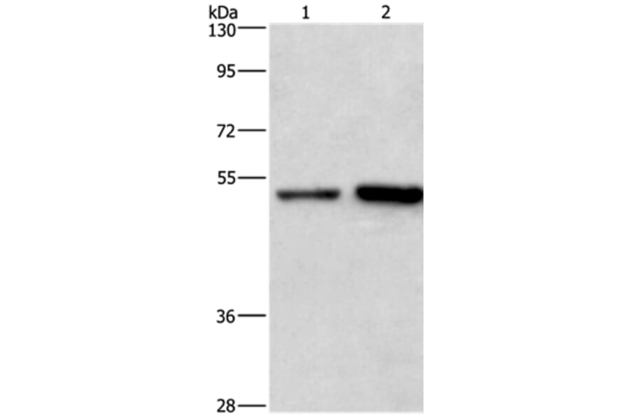 SYT4 Antibody from Signalway Antibody (35935) - Antibodies.com