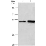 SYT4 Antibody from Signalway Antibody (35935) - Antibodies.com