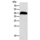 SYT5 Antibody from Signalway Antibody (35936) - Antibodies.com