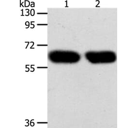 SYT7 Antibody from Signalway Antibody (35938) - Antibodies.com