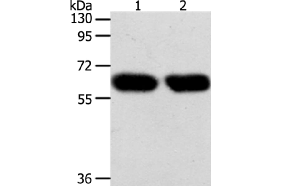 SYT7 Antibody from Signalway Antibody (35938) - Antibodies.com