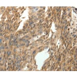 Immunohistochemistry - SYT7 Antibody from Signalway Antibody (35938) - Antibodies.com