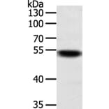 SUFU Antibody from Signalway Antibody (35993) - Antibodies.com