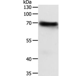 FZD4 Antibody from Signalway Antibody (35998) - Antibodies.com
