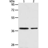CNN3 Antibody from Signalway Antibody (36018) - Antibodies.com