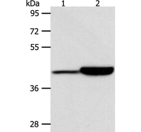 CAPG Antibody from Signalway Antibody (36027) - Antibodies.com