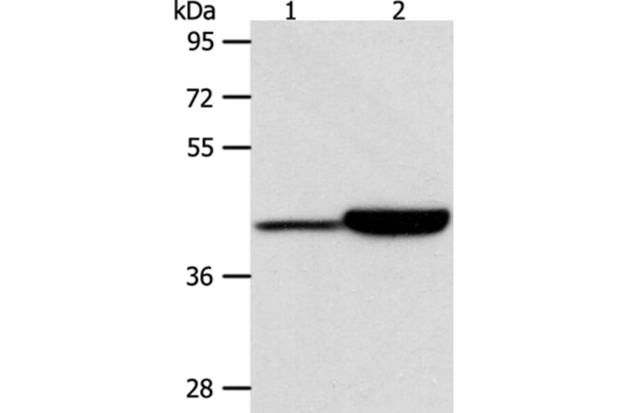 CAPG Antibody from Signalway Antibody (36027) - Antibodies.com