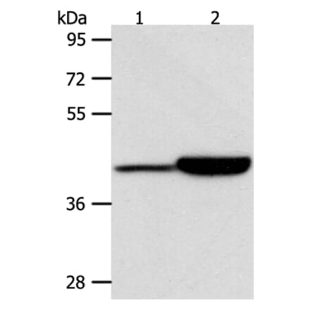 CAPG Antibody from Signalway Antibody (36027) - Antibodies.com