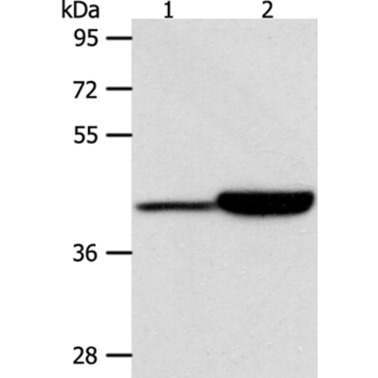 CAPG Antibody from Signalway Antibody (36027) - Antibodies.com