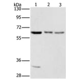 AAAS Antibody from Signalway Antibody (36054) - Antibodies.com