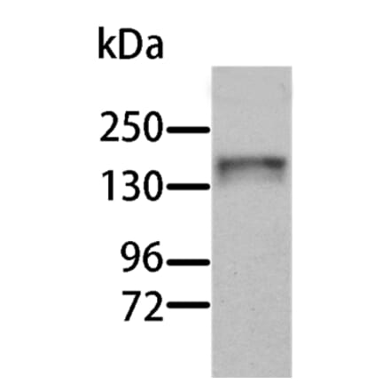 AOX1 Antibody from Signalway Antibody (36076) - Antibodies.com