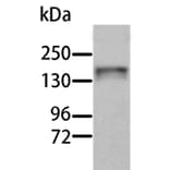 AOX1 Antibody from Signalway Antibody (36076) - Antibodies.com