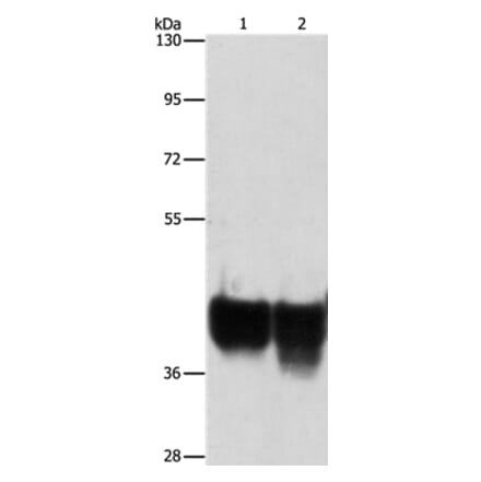 AUP1 Antibody from Signalway Antibody (36100) - Antibodies.com