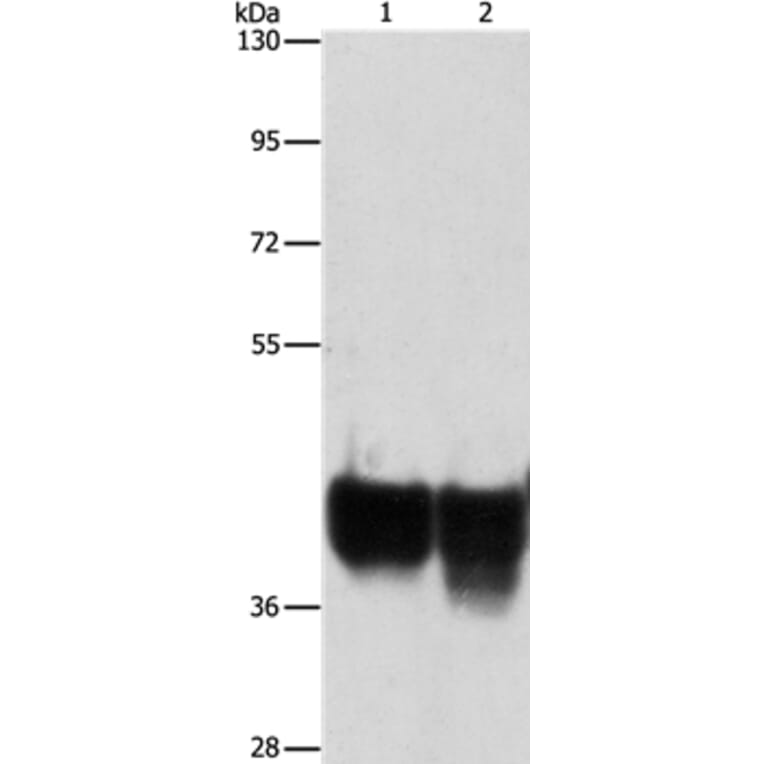 AUP1 Antibody from Signalway Antibody (36100) - Antibodies.com