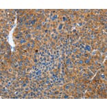 Immunohistochemistry - AUP1 Antibody from Signalway Antibody (36100) - Antibodies.com