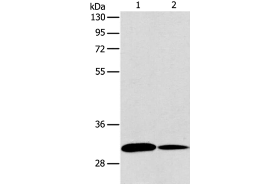 ATG5 Antibody from Signalway Antibody (36116) - Antibodies.com