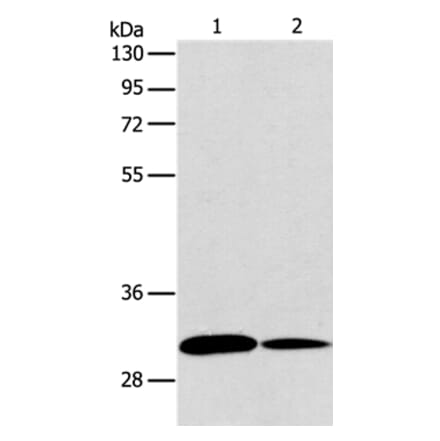 ATG5 Antibody from Signalway Antibody (36116) - Antibodies.com