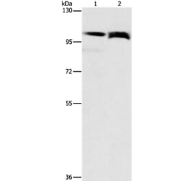 FLT3 Antibody from Signalway Antibody (36143) - Antibodies.com