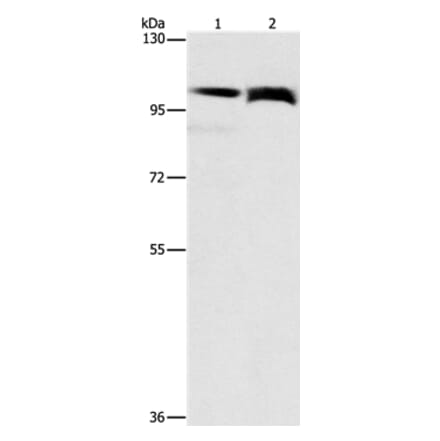 FLT3 Antibody from Signalway Antibody (36143) - Antibodies.com