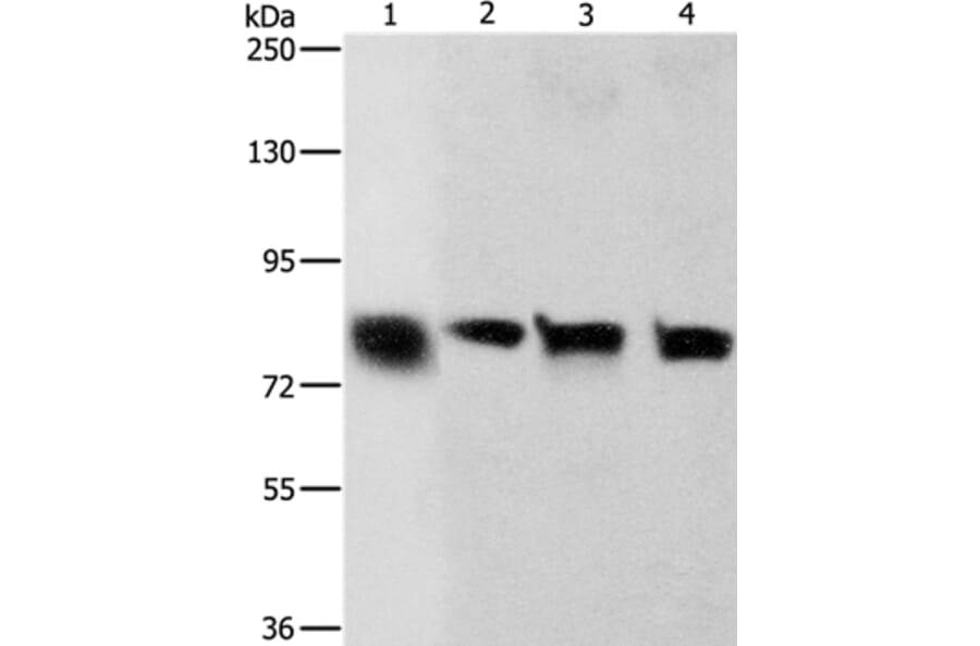 CDH6 Antibody from Signalway Antibody (36162) - Antibodies.com