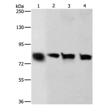 CDH6 Antibody from Signalway Antibody (36162) - Antibodies.com