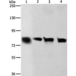 CDH6 Antibody from Signalway Antibody (36162) - Antibodies.com