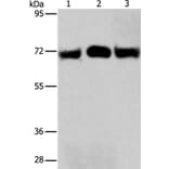 RPN1 Antibody from Signalway Antibody (36173) - Antibodies.com