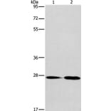 NAT8 Antibody from Signalway Antibody (36180) - Antibodies.com